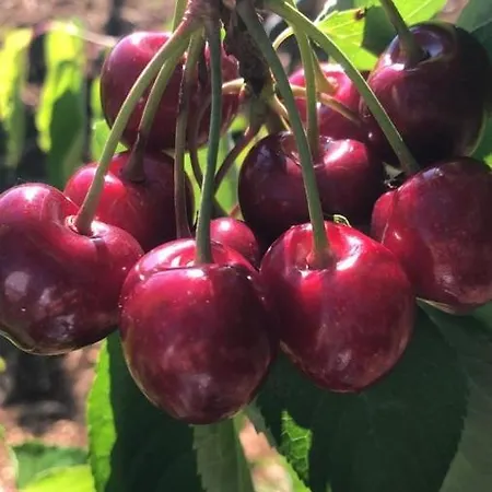 بيت ضيافة Casa Mariu